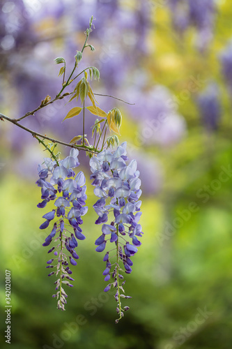 Obraz na płótnie Hängende Blütentrauben der Wisteria (Blauregen) im Frühling
w salonie