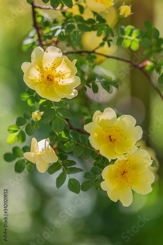 Chinesische Goldrose (Wildrose) - gelbe Blüten an einem Strauch photo