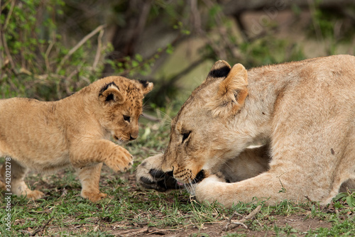 Lioness and her cub  Masai Mara