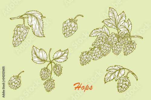 Hand drawn engraving style Hops set. Common hop or Humulus lupulus branch with leaves and cones. Vector illustration
