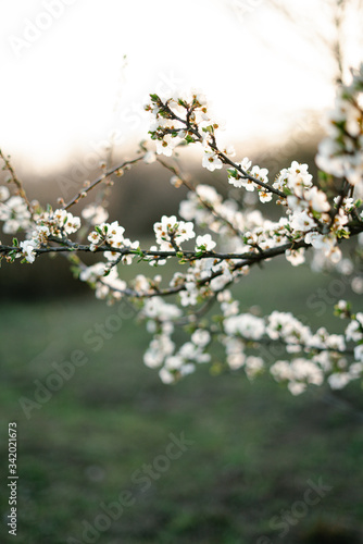 with a lot of white,delicate cherry blossom flowers. branches of a blooming plum tree on background of green grass in light of setting sun. huge blooming tree. seasonal trend.natural concept. © Дарья Фомина