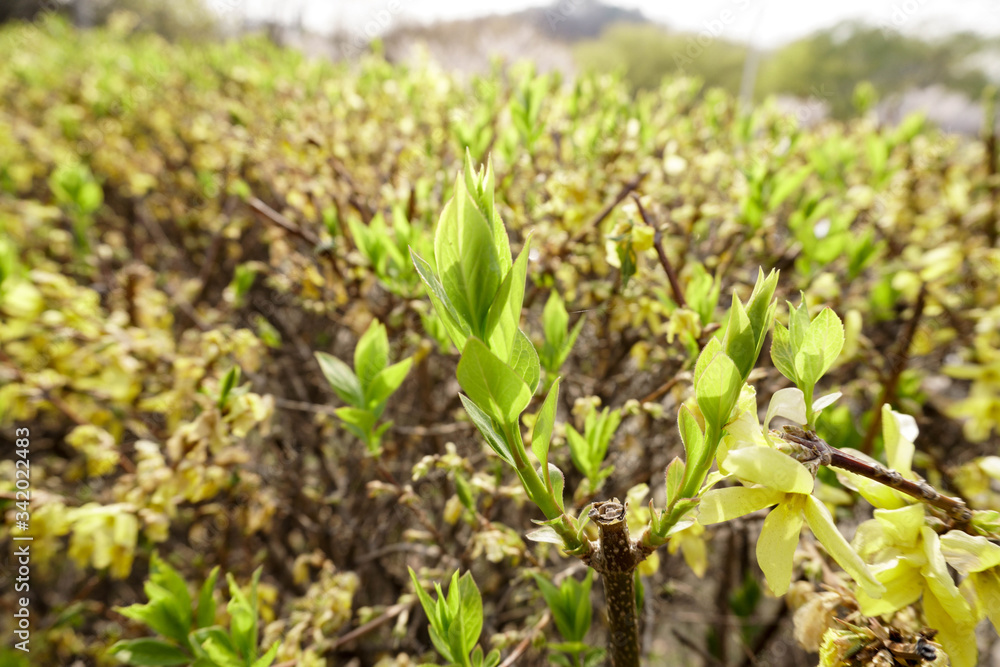 Korean spring flowers Forsythia, Yellow flower Korean spring flowers Forsythia, Yellow flower
