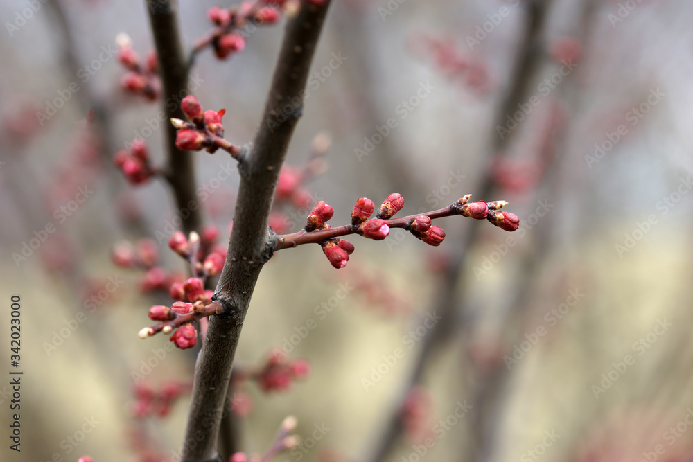 Pink apricot tree buds in early spring