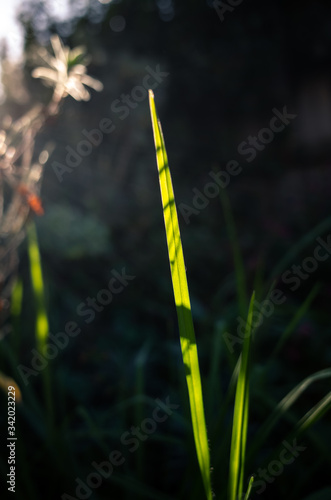 Blade of green grass