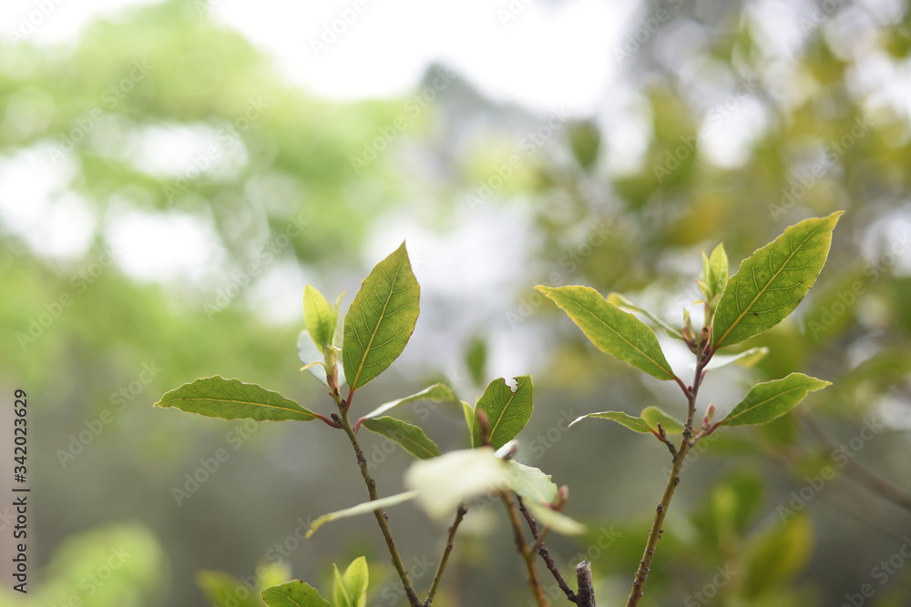 Young April buds, young bay leaves growing. Young April buds, young bay leaves growing.