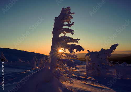 Icy trees in Lapland during the winter.  © Maurizio Caputo