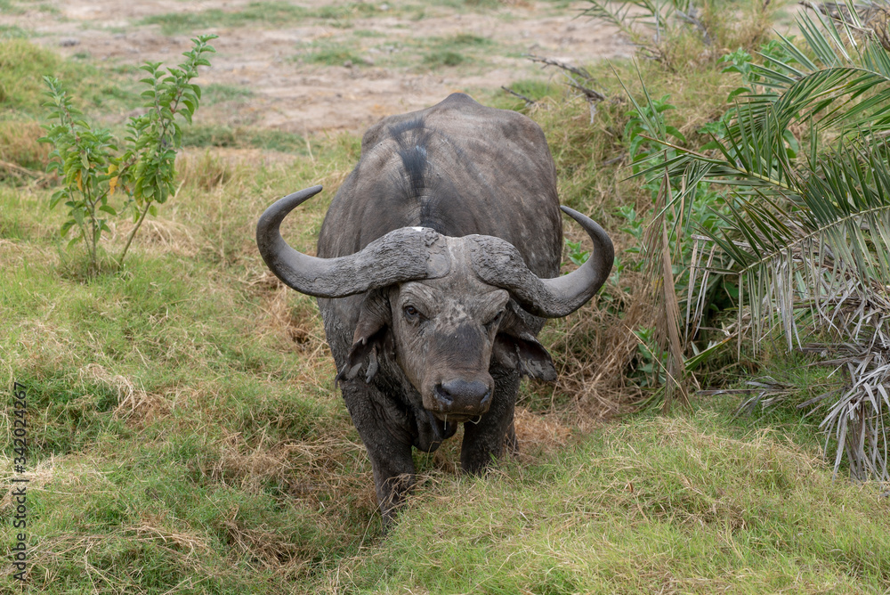 Buffalo in the African savannah. Tsavo east in Kenya. Buffalo in the African savannah. Tsavo east in Kenya.