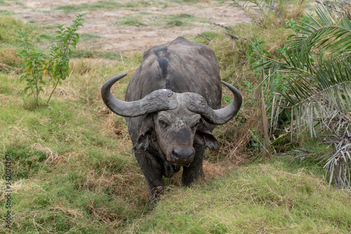 Buffalo in the African savannah. Tsavo east in Kenya.
