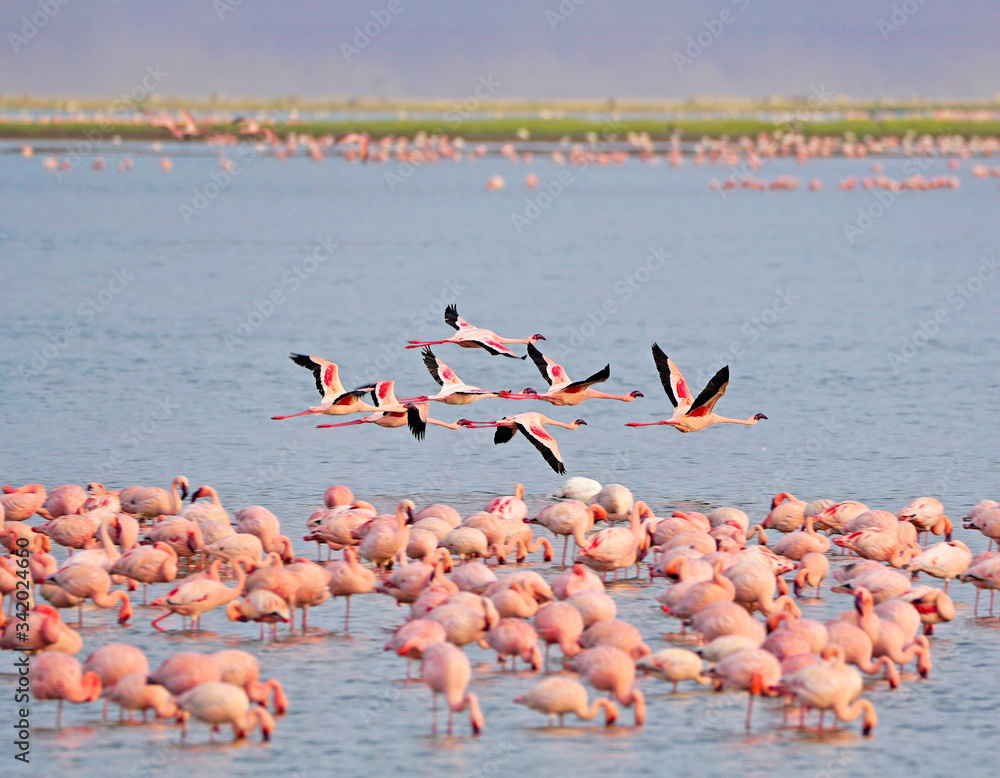 Fenicotteri rosa nel lago di Amboseli National Park 