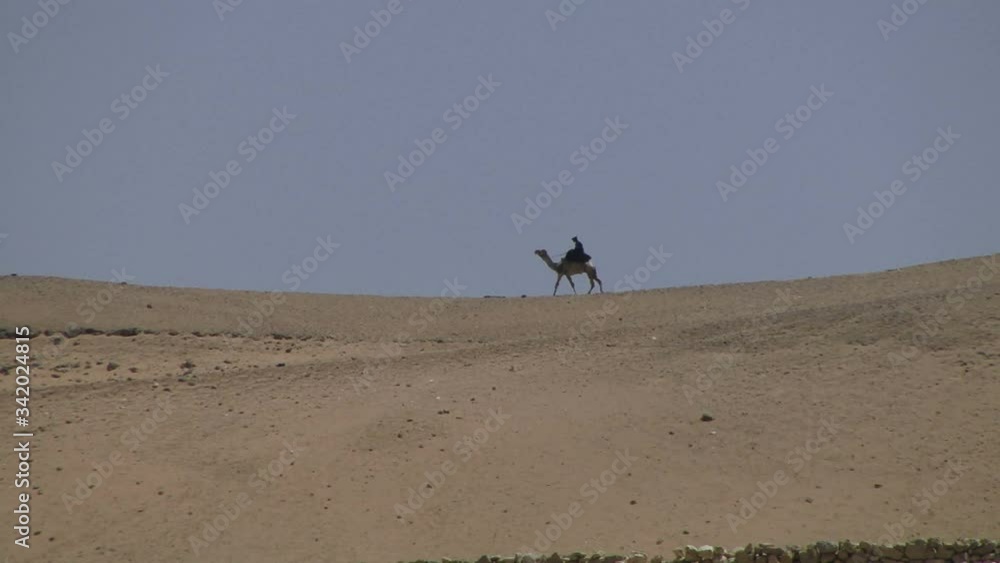 Camel on the sand walking through desert Camel on the sand walking through desert
