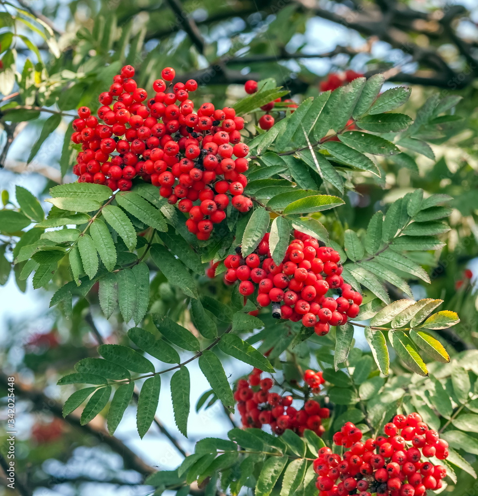 Bunches of red Rowan closeup on leaves background Bunches of red Rowan closeup on leaves background