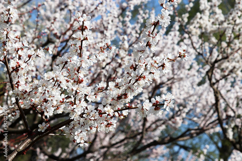 Cherry blossom in spring garden, selective focus. White sakura flowers, romantic background