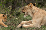 Lioness yawning, Masai Mara