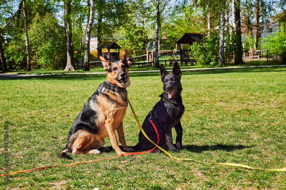 A young black German shepherd and a mixed-breed dog between German shepherd and Labrador Retriever sitting on a meadow. A young black German shepherd and a mixed-breed dog between German shepherd and Labrador Retriever sitting on a meadow.