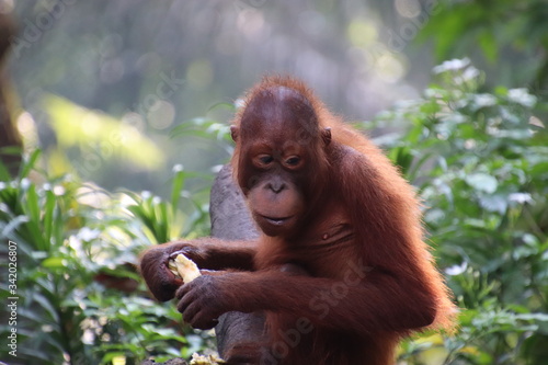 Young orang-utan in Singapore Zoo
