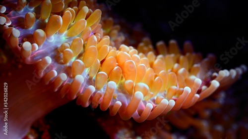 Sea anemones  in marine aquarium