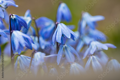 Blue spring flowers in the forest closeup