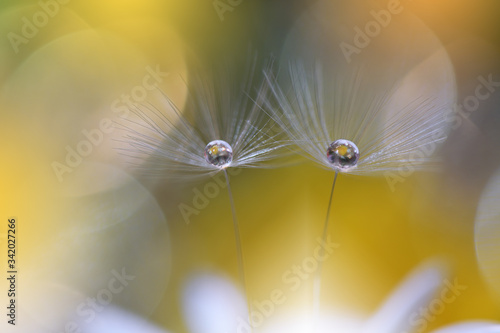 Beautiful Nature Background.Floral Art Design.Abstract Macro Photography.Pastel Flower.Dandelion Flowers.Yellow Background.Creative Artistic Wallpaper.Wedding Invitation.Celebration,love.Close up View