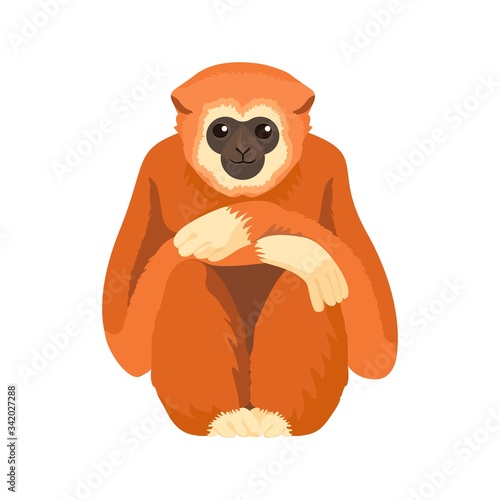 Gibbon primate mammal. Monkey in wildlife. Vector