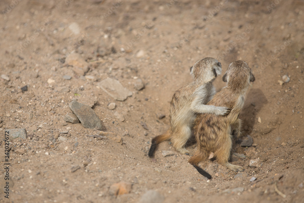 Obraz premium Two meerkat babies hugging. Meerkats in the zoo.