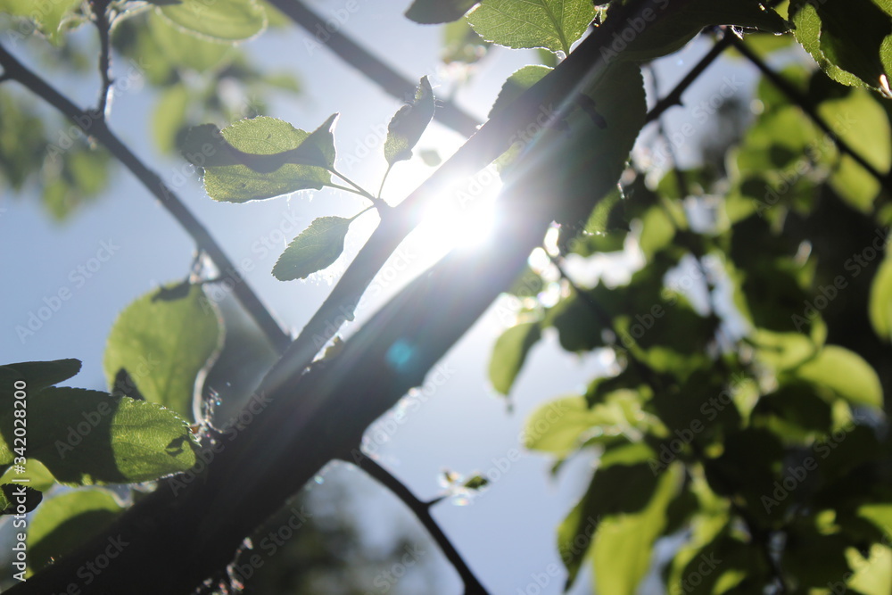 Green leaves of an apple tree against the background of the sun and its passing rays Green leaves of an apple tree against the background of the sun and its passing rays