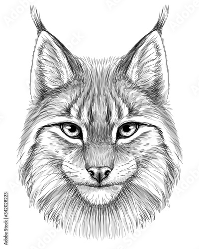 Lynx. Sketch, drawn, graphic portrait of a lynx head on a white background