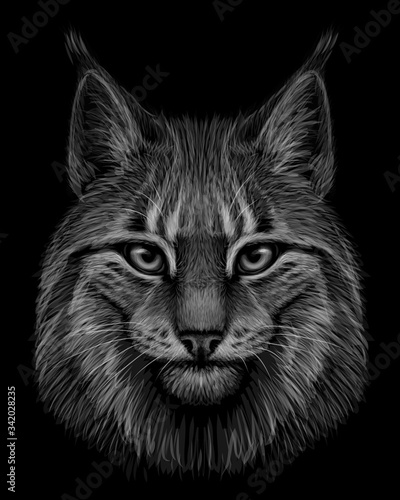Lynx. Graphic, drawn, monochrome portrait of a lynx head on a black background.