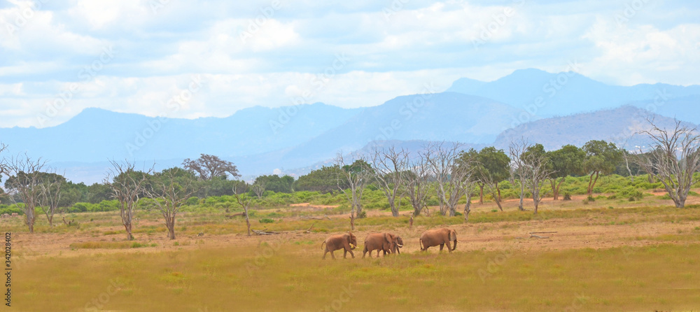 Elephants in the savannah in Kenya.
