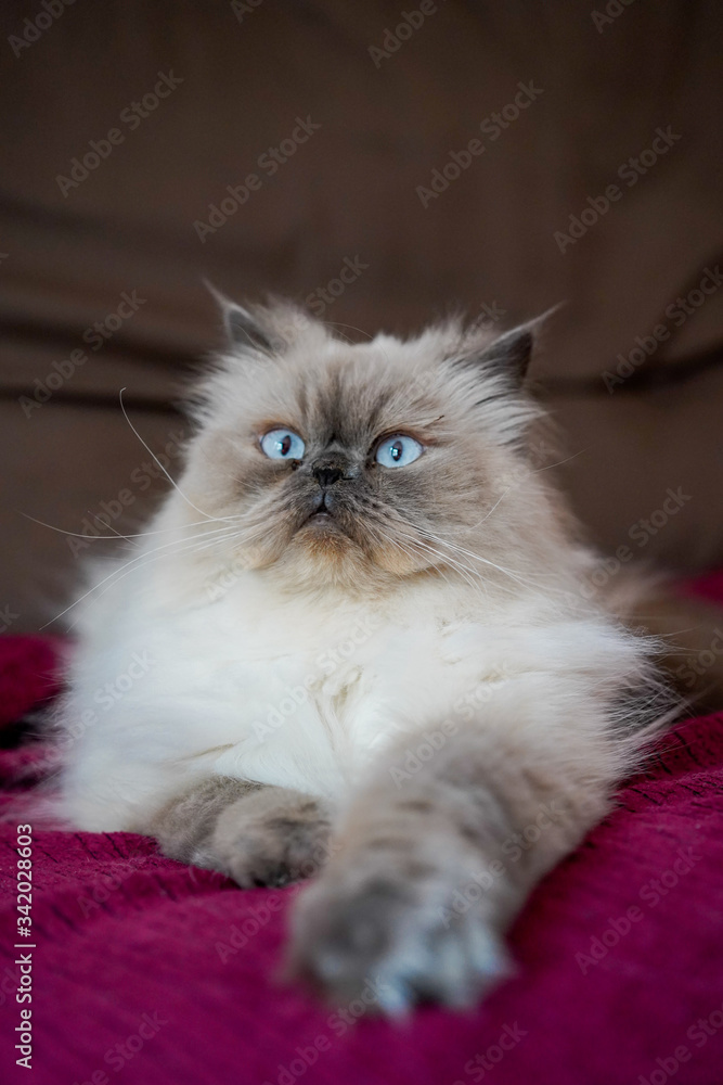 Fototapeta premium Blue eyed long hair British cat in London