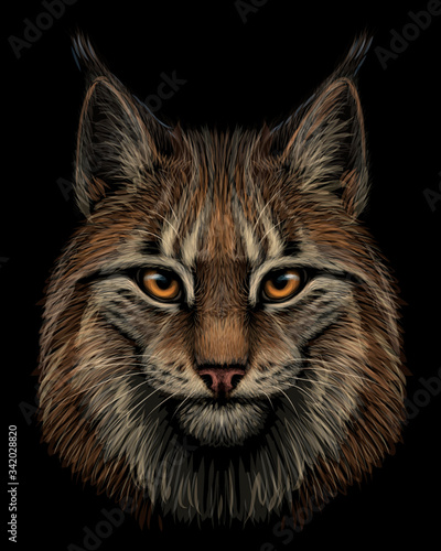 Lynx. Realistic, hand-drawn, color portrait of a lynx head on a black background.