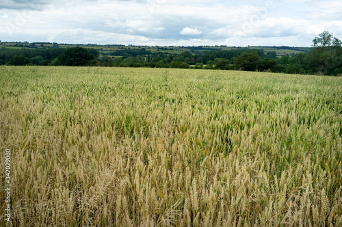 Field of wheat