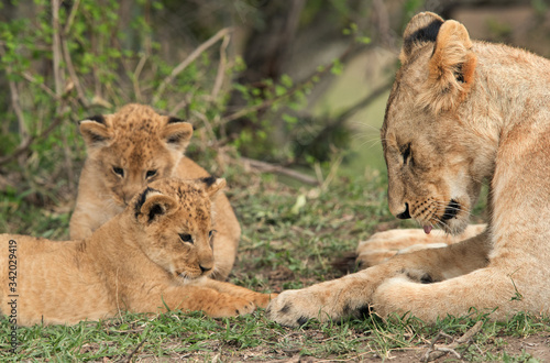 Lioness and her cubs, Masai Mara