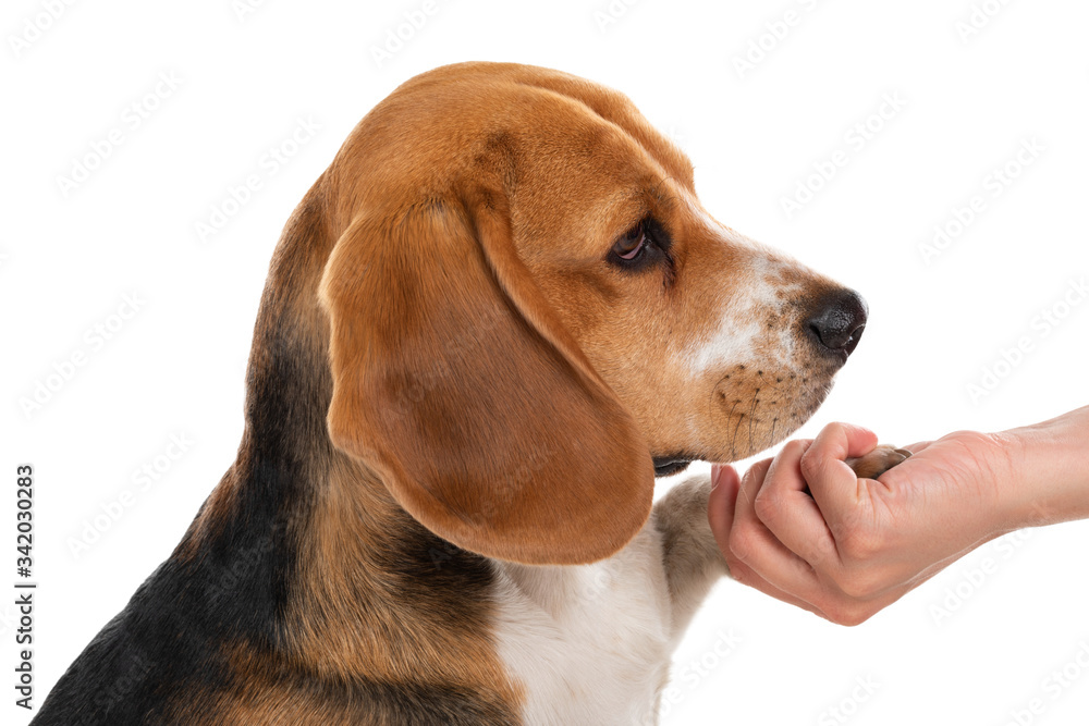 Cute beagle dog on isolated