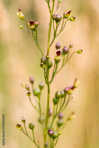 Common Figwort, Scrophularia nodosa, stem with flower buds and blurred straw-coloured background. photo