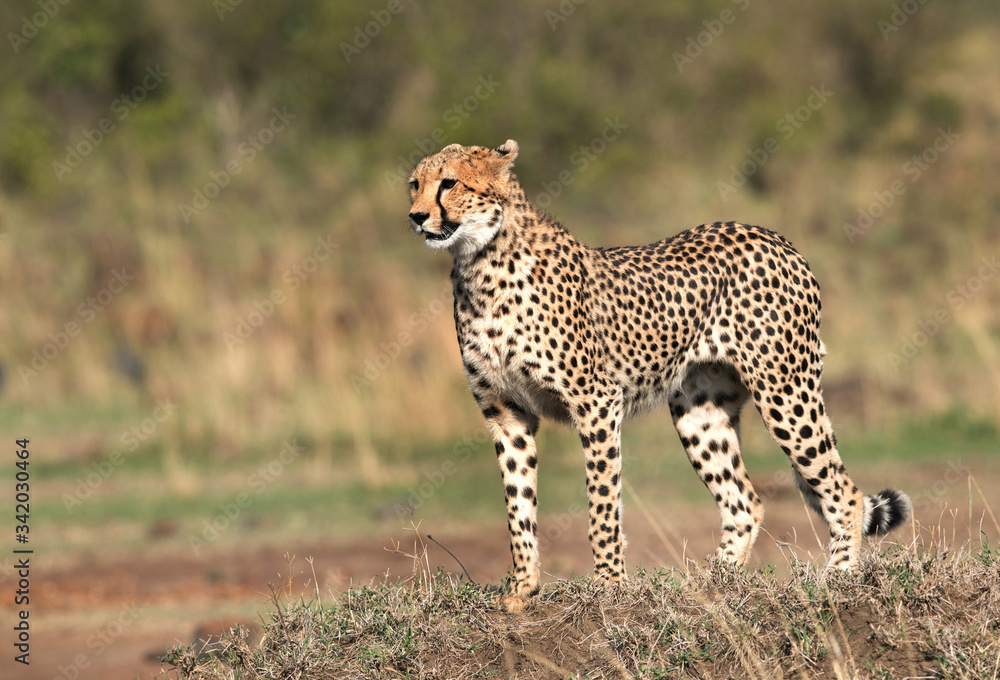 Cheetah standing on a mound in Masai Mara Grassland Cheetah standing on a mound in Masai Mara Grassland
