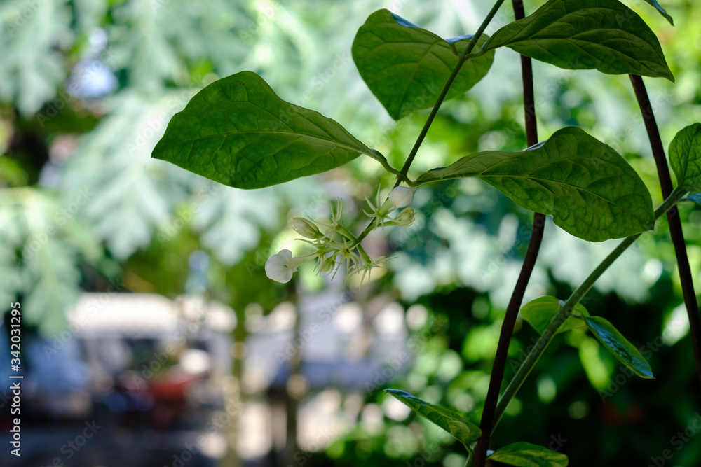Fototapeta premium green jasmine leaf and flower
