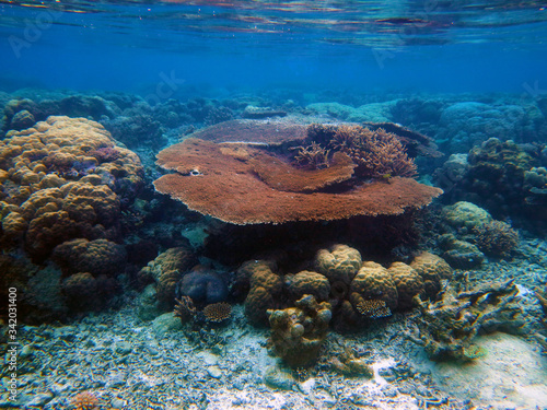 Coral in the largest lagoon in the world in New Caledonia. 