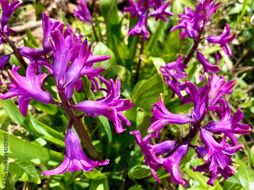 Purple Hyacinth in the garden ground 