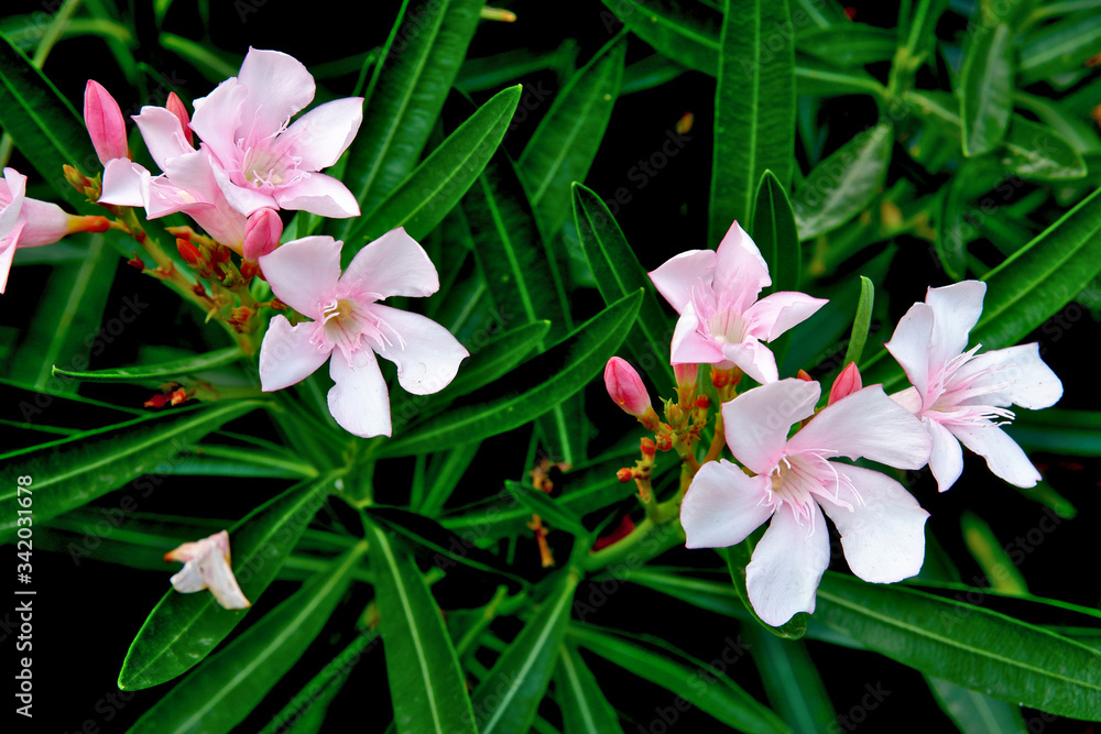 Pink flowers called Oleander is an ornamental flower that is popularly planted in front of the house. Pink flowers called Oleander is an ornamental flower that is popularly planted in front of the house.