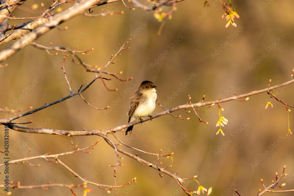 Fototapeta premium Bird on limb