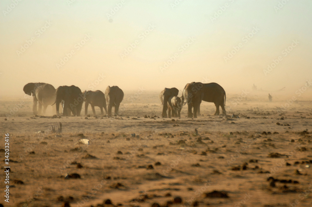 Φωτογραφία elefanti africani nel parco nazionale di Amboseli kenya