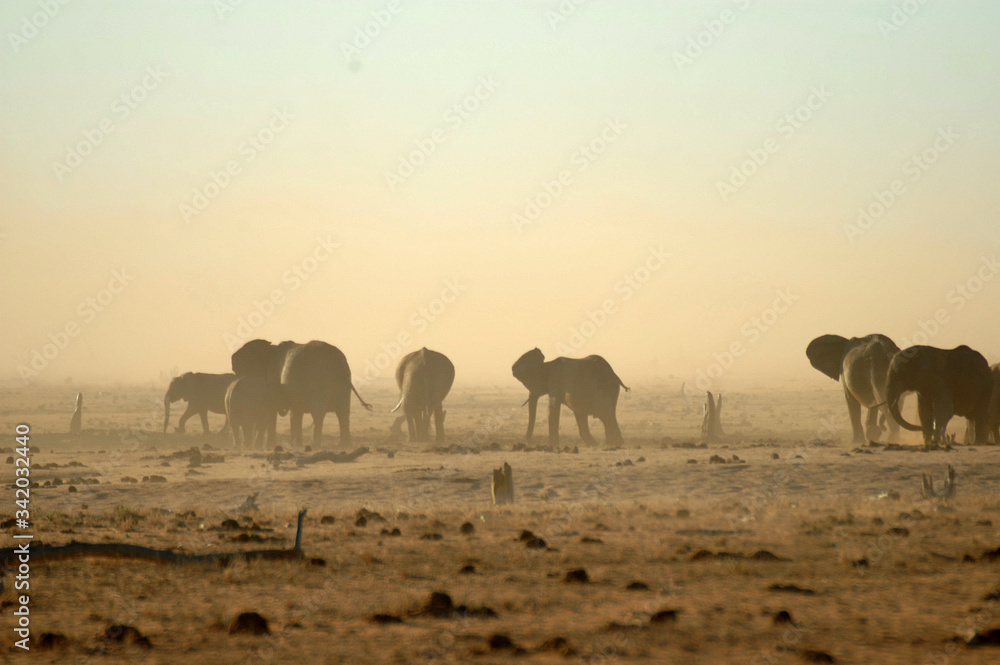 elefanti africani nel parco nazionale di Amboseli kenya