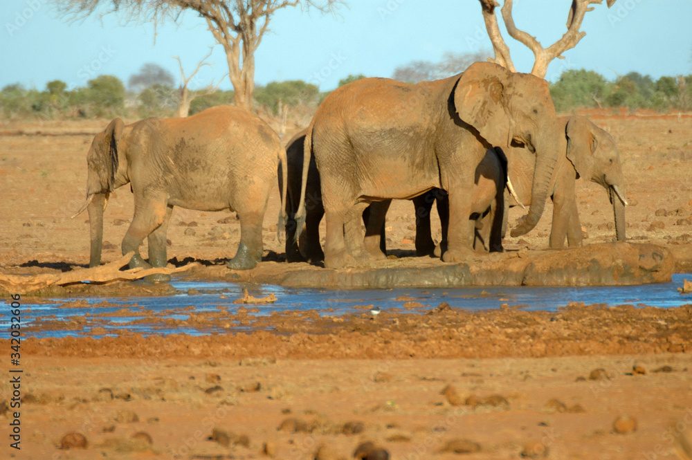 Fotografie elefanti africani nel parco nazionale di Amboseli kenya