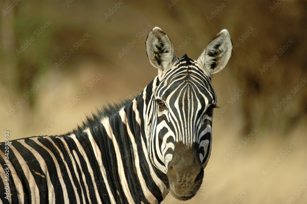 Naklejka premium zebre 