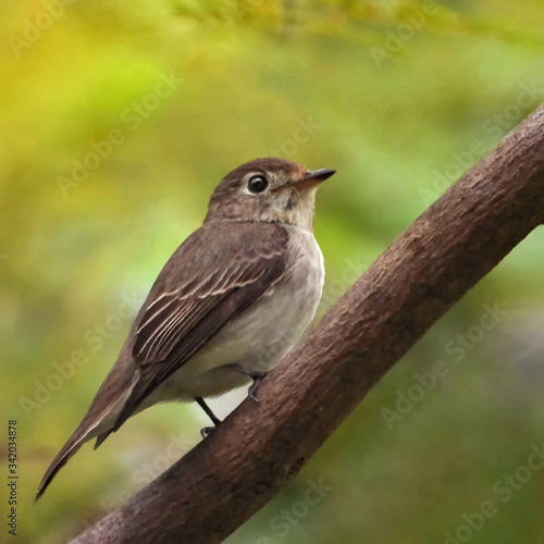 A Grey-streaked flycather sitting on the branch