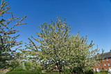 Ellenbrook Fields, Hatfield in Spring