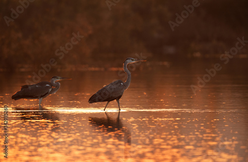 Grey Heron at Buhair lake, Bahrain photo