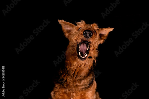 Portrait of an airedale terrier dog catching a treat isolated on black background