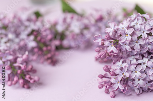 Spring flower  twig purple lilac on purple background. Top view. Selected focus. Free space for text. Syringa vulgaris.