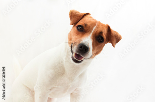Jack Russell Terrier on a white background sitting sideways with a cute smile on his face © Zhurkovich Ekaterina